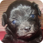 ミックス チワプー メス 子犬販売の専門店 AngelWan 横浜