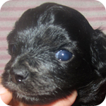 ミックス　チワプー　オス　子犬販売の専門店　AngelWan　横浜