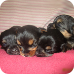 ミックス　チワワｘヨーキー　メス　子犬販売の専門店　AngelWan　横浜