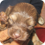 ミックス　チワプー　チョコレート＆タン　子犬販売の専門店　AngelWan　横浜