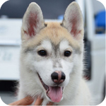 シベリアンハスキー シルバー&ホワイト オス 子犬販売の専門店 AngelWan 横浜