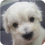 ミックス　マルプー　クリーム　オス　子犬販売の専門店　AngelWan　横浜