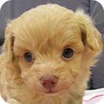 ミックス　チワプー　クリーム　オス　子犬販売の専門店　AngelWan　横浜