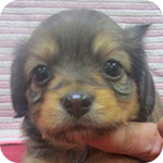 ミックス　チワックス　メス　子犬販売の専門店　AngelWan　横浜