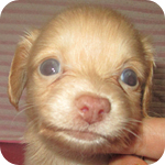 ミックス チワックス メス 子犬販売の専門店 AngelWan 横浜