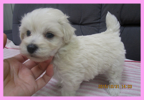 ミックス マルプー クリーム メス 子犬販売の専門店 AngelWan 横浜