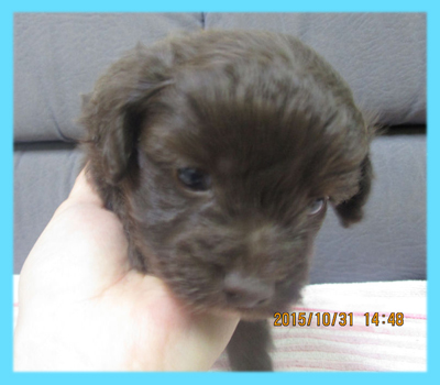 ミックス　チワプー　チョコレート　オス　子犬販売の専門店　AngelWan　横浜