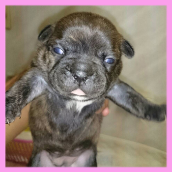 フレンチブルドッグ ブリンドル メス 子犬販売の専門店 AngelWan 横浜