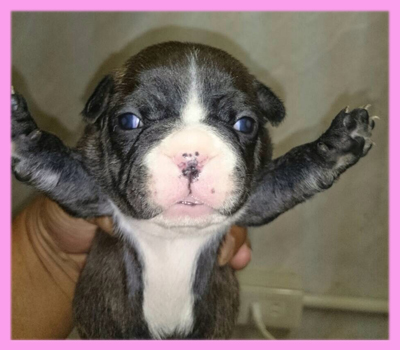 フレンチブルドッグ　ブリンドル　メス　子犬販売の専門店　AngelWan　横浜