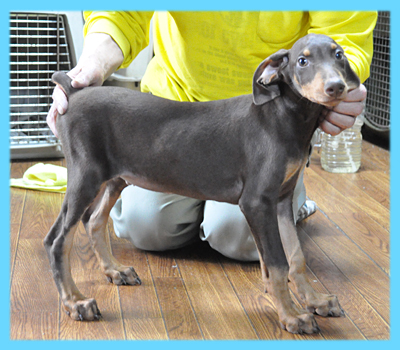 ドーベルマン　チョコレートタン　オス　子犬販売の専門店　AngelWan　横浜