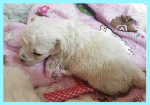 トイプードル ホワイト オス 子犬販売の専門店 AngelWan 横浜