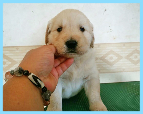 ゴールデンレトリバー オス 子犬販売の専門店 AngelWan 横浜