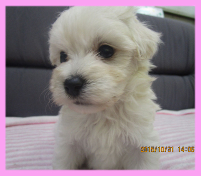 ミックス マルプー クリーム メス 子犬販売の専門店 AngelWan 横浜