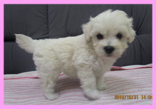 ミックス マルプー クリーム メス 子犬販売の専門店 AngelWan 横浜