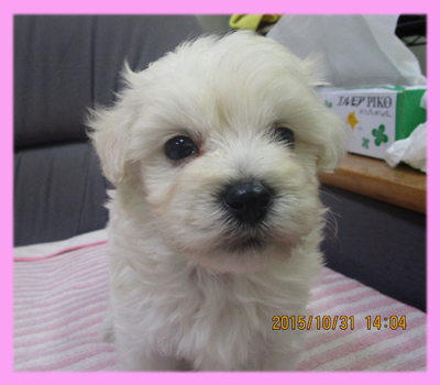 ミックス マルプー クリーム メス 子犬販売の専門店 AngelWan 横浜