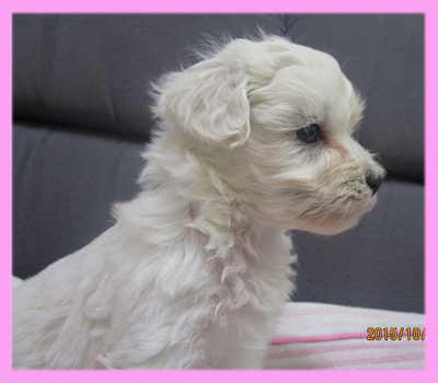 ミックス マルプー クリーム メス 子犬販売の専門店 AngelWan 横浜