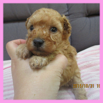 トイプードル アプリコット メス 子犬販売の専門店 AngelWan 横浜
