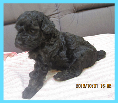 トイプードル　ブラック　オス　子犬販売の専門店　AngelWan　横浜