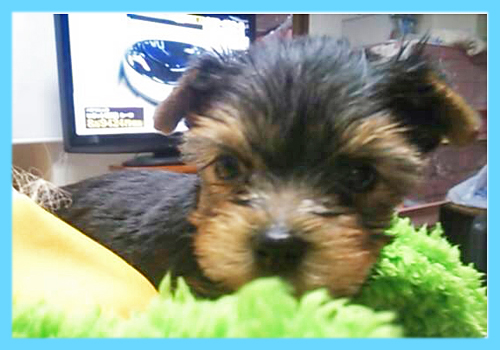 ヨークシャーテリア オス 子犬販売の専門店 AngelWan 横浜