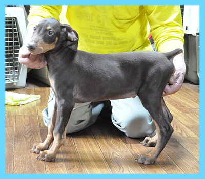 ドーベルマン　チョコレートタン　オス　子犬販売の専門店　AngelWan　横浜