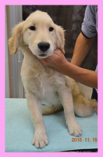 ゴールデンレトリバー メス 子犬販売の専門店 AngelWan 横浜