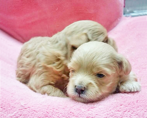 ミックス マルプー アプリコット 子犬販売の専門店 AngelWan 横浜