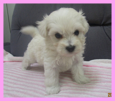 ミックス マルプー クリーム メス 子犬販売の専門店 AngelWan 横浜