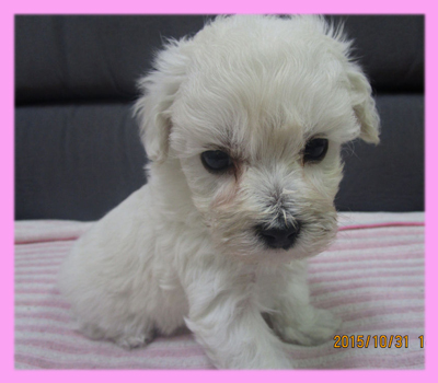 ミックス　マルプー　クリーム　メス　子犬販売の専門店　AngelWan　横浜