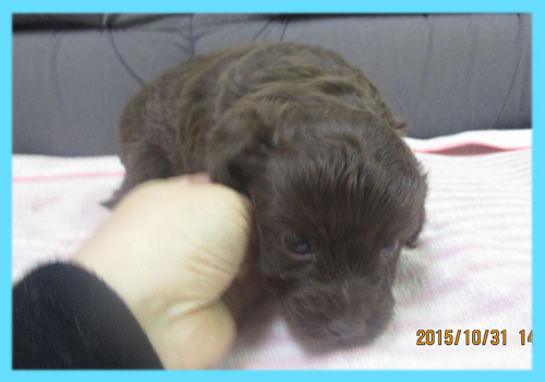 ミックス　チワプー　チョコレート　オス　子犬販売の専門店　AngelWan　横浜
