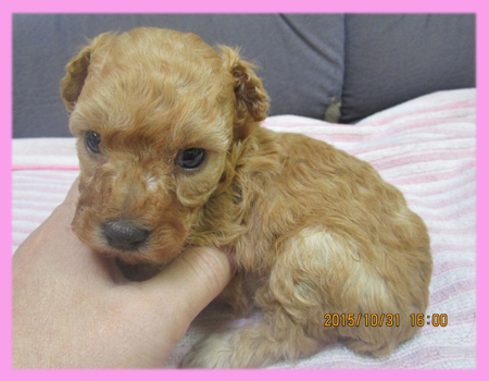 トイプードル アプリコット メス 子犬販売の専門店 AngelWan 横浜