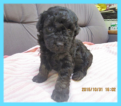トイプードル　ブラック　オス　子犬販売の専門店　AngelWan　横浜