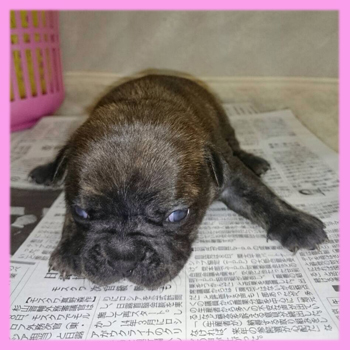 フレンチブルドッグ ブリンドル メス 子犬販売の専門店 AngelWan 横浜