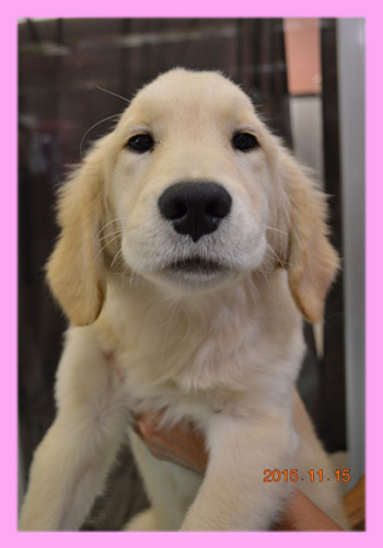ゴールデンレトリバー メス 子犬販売の専門店 AngelWan 横浜
