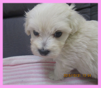 ミックス マルプー クリーム メス 子犬販売の専門店 AngelWan 横浜