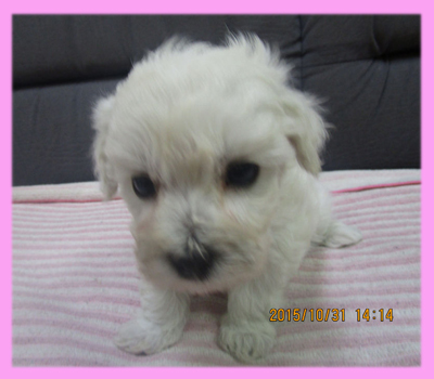 ミックス マルプー クリーム メス 子犬販売の専門店 AngelWan 横浜