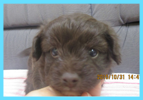 ミックス　チワプー　チョコレート　オス　子犬販売の専門店　AngelWan　横浜