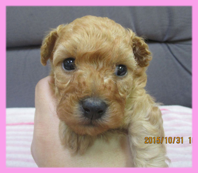 トイプードル アプリコット メス 子犬販売の専門店 AngelWan 横浜