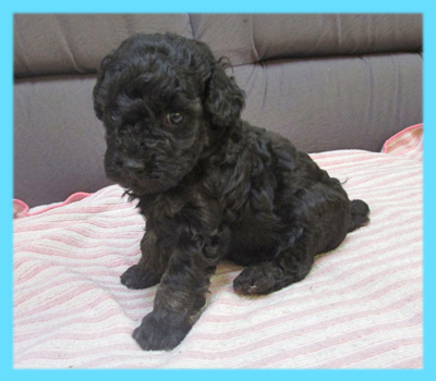 トイプードル　ブラック　オス　子犬販売の専門店　AngelWan　横浜