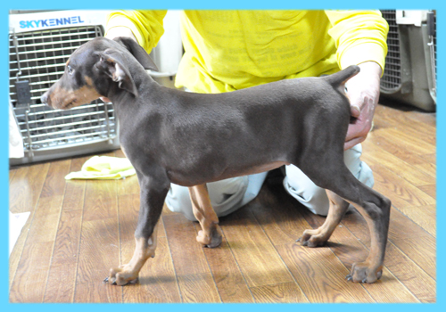 ドーベルマン　チョコレートタン　オス　子犬販売の専門店　AngelWan　横浜