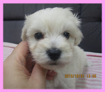 ミックス マルプー クリーム メス 子犬販売の専門店 AngelWan 横浜