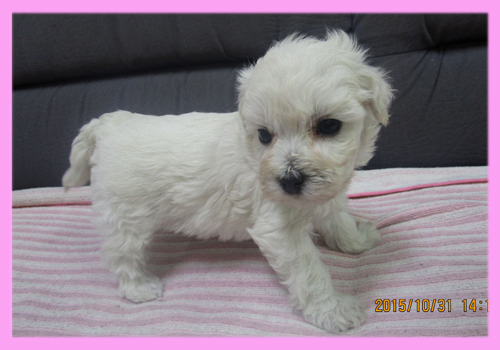 ミックス　マルプー　クリーム　メス　子犬販売の専門店　AngelWan　横浜