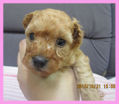 トイプードル アプリコット メス 子犬販売の専門店 AngelWan 横浜