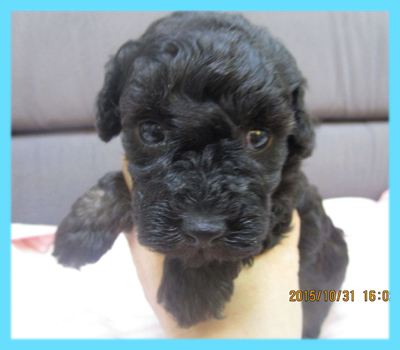 トイプードル　ブラック　オス　子犬販売の専門店　AngelWan　横浜