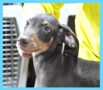 ドーベルマン　チョコレートタン　オス　子犬販売の専門店　AngelWan　横浜