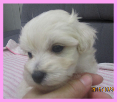 ミックス マルプー クリーム メス 子犬販売の専門店 AngelWan 横浜