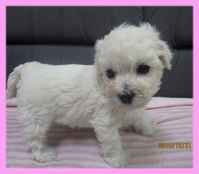 ミックス マルプー クリーム メス 子犬販売の専門店 AngelWan 横浜