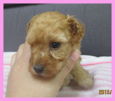 トイプードル アプリコット メス 子犬販売の専門店 AngelWan 横浜