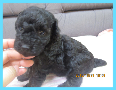 トイプードル　ブラック　オス　子犬販売の専門店　AngelWan　横浜