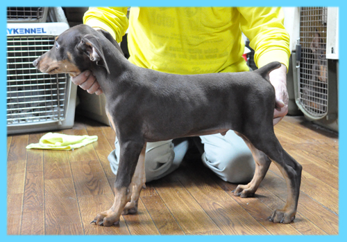 ドーベルマン　チョコレートタン　オス　子犬販売の専門店　AngelWan　横浜