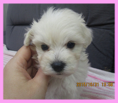 ミックス マルプー クリーム メス 子犬販売の専門店 AngelWan 横浜